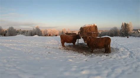 Scottish Highland Cattle In Finland Cows At The Snowy Pasture 21st Of