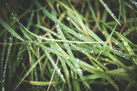 Download free fonts for windows and mac. Morning Summer Grass » FREE for commercial use photos.