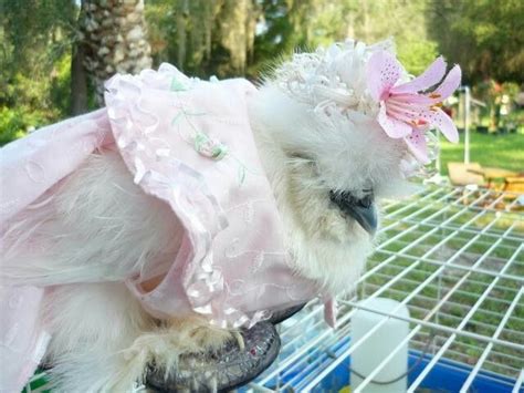 I M All Dressed Up Have Nowhere To Go Fancy Chickens Chickens Backyard Fancy Farm Chicken