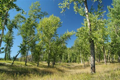 Sweet Cottonwood Fragrance Will Announce Spring Naturally North Idaho