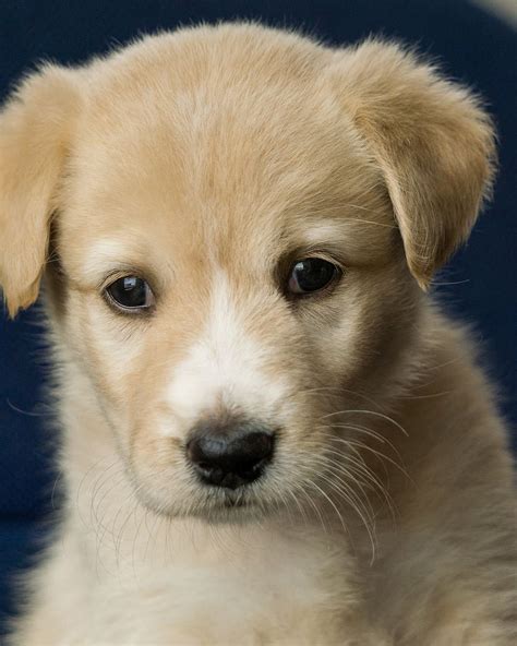 Online Crop Hd Wallpaper Animal Puppy Dog Labrador Light Brown