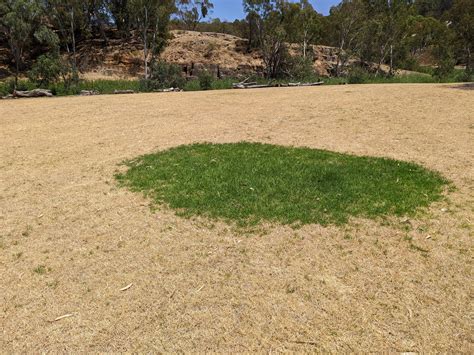 This Green Patch Of Grass I Found In Australia Rmildlyinteresting