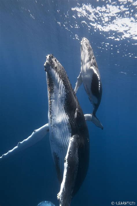 72 Majestic Whale Photos To Celebrate World Whale Day Ocean Creatures