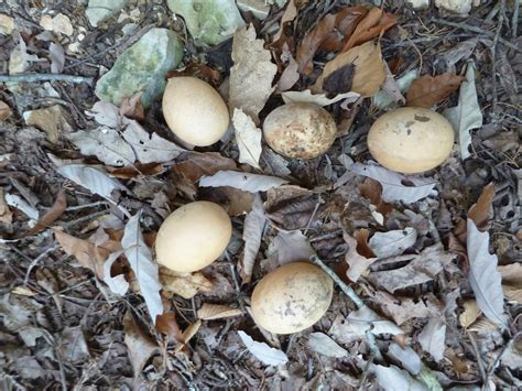 Springfield Plateau Eggs Of Summer