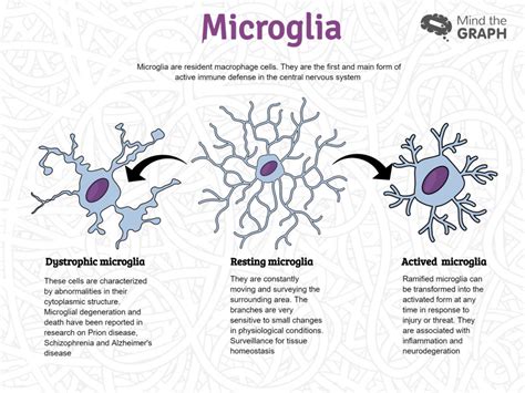 Neuroscience Of Nature See The Link Between Schizophrenia And Microglia