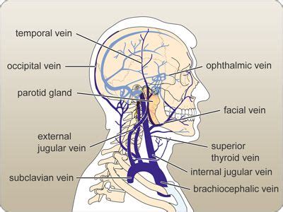 This is an article about the segments branches and clinical aspects of the internal the neck diagram above shows you the structure and anatomy of the neck. Labeled diagram of the veins of the head and neck ...