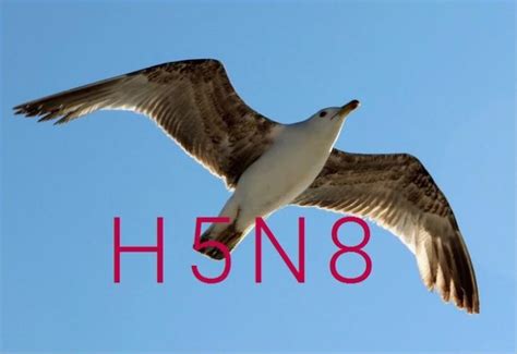 Die hochansteckende viruserkrankung ist nun nach längerem wieder in tschechien aufgetreten. Vogelgrippe | Tierarztpraxis Nienaber