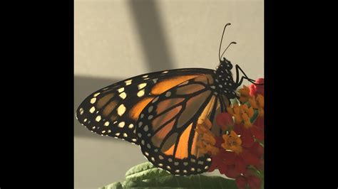 How To Attract And Raise Monarch Butterflies Beginners Class 101 See