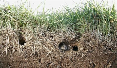 How To Id Moles Voles And Gophers