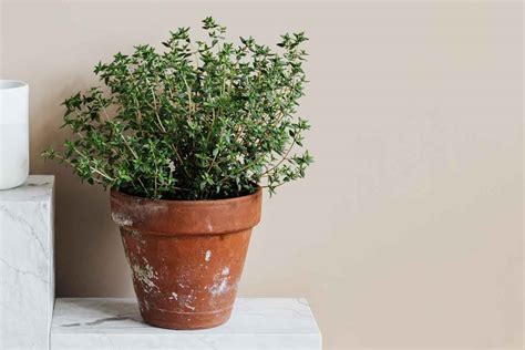 How To Grow Thyme From Seed The Kitchen Herbs