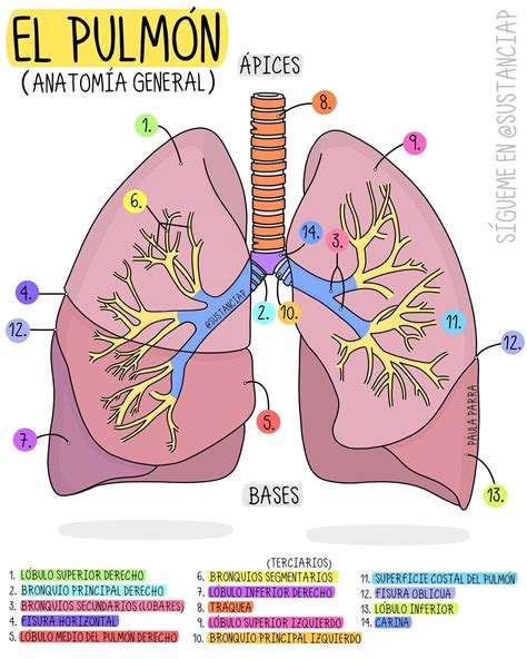 Pleura Pulmones Pulmones Pulmones Anatomia Anatomia Images