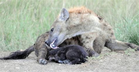 Hyena Mom Licking Cub Image Eurekalert Science News Releases