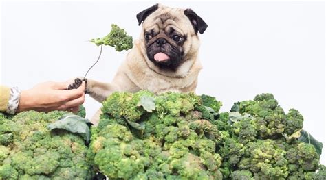 Can Dogs Eat Broccoli Is Broccoli Good Or Bad For Dogs
