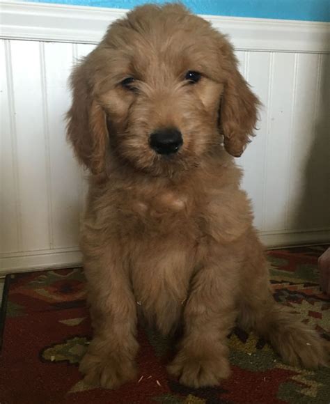 Aussiedoodle, bernedoodle, and sheepadoodle puppies available, and upcoming litters. F1B Goldendoodles Puppies Ohio | English Golden Doodles ...