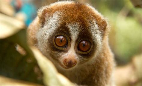 Help Conservation Groups Save The Slow Loris This Summer