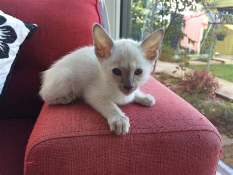 Siamese kittens for sale nj. Siamese Cats For Sale | New Jersey 3, NJ #233234 | Petzlover