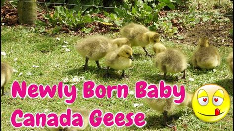 Maybe you would like to learn more about one of these? Newly Born Baby Canada Geese, May 2018 - YouTube