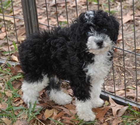 How big will my miniature aussidoodle get? miniature aussiedoodle | Favorite Puppies! | Pinterest ...