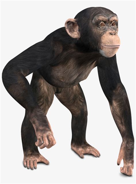 Chimpanzee 3d Model Monkey 3d Model Png Transparent Png 1200x1200
