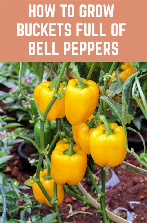 How To Grow Buckets Full Of Bell Peppers Health Benefits And Recipes