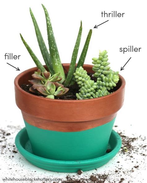 make a stunning succulent dish garden in 5 simple steps garden and happy