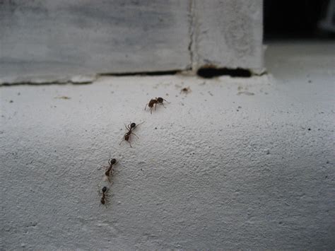 Apr 21, 2021 · here's how to get rid of tiny ants in the kitchen quickly: 8 All-Natural Ways To Rid Your Home Of Ants (And Keep Them ...