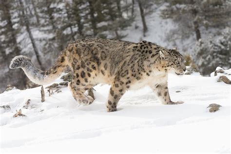 The Snow Leopard Panthera Uncia Or Uncia Uncia Enwikipedia