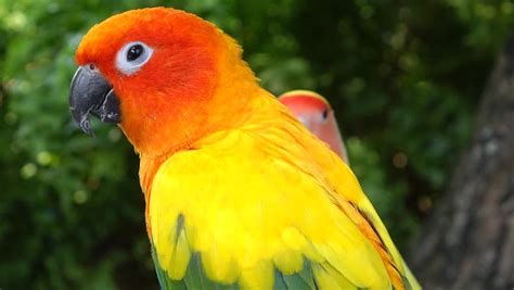 Bird Of Tropical Rainforest Large Green Parrot With Orange Beak Feeds