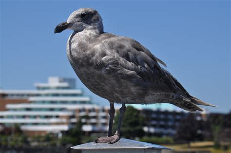 Free Images Beach Coast Ocean Bird Seabird Seagull Wildlife