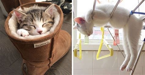 The Funniest Photos Of Cats Sleeping In The Most Awkward Positions