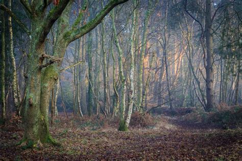 Fantastic Textures Light And Mood In The Woods Original Landscape