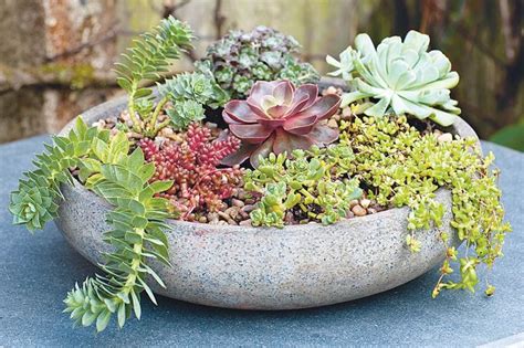 Make A Succulent Container Garden Succulents In Containers Container