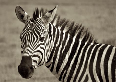 Zebra Bound For Adventure