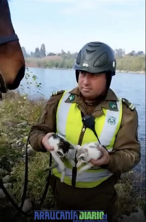 Carabineros Rescatan A Gatitos Abandonados En Un Saco A Orillas Del Río