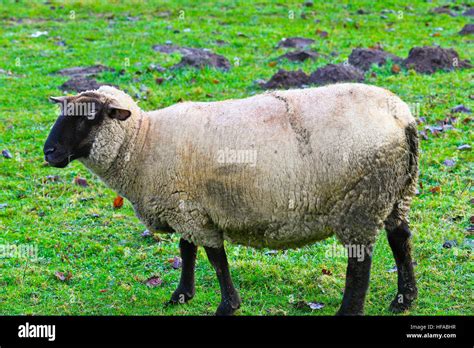 French Breed Of Sheep Stock Photos And French Breed Of Sheep Stock Images