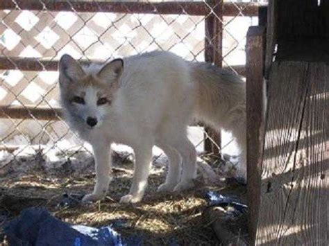 4 Artic Marble Foxes 1 Coydog Female 300 Each For Sale Adoption From