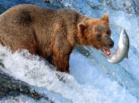 Brown Bear Alaska — Yacht Charter And Superyacht News