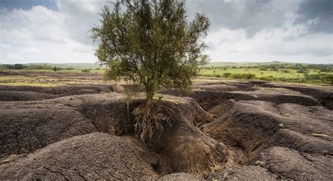 Soil Erosion Must Be Stopped ‘to Save Our Future Says Un Agriculture