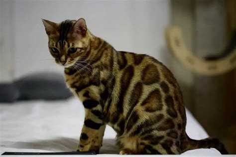 Bengal Cats Everything You Should Know About Them Cathour
