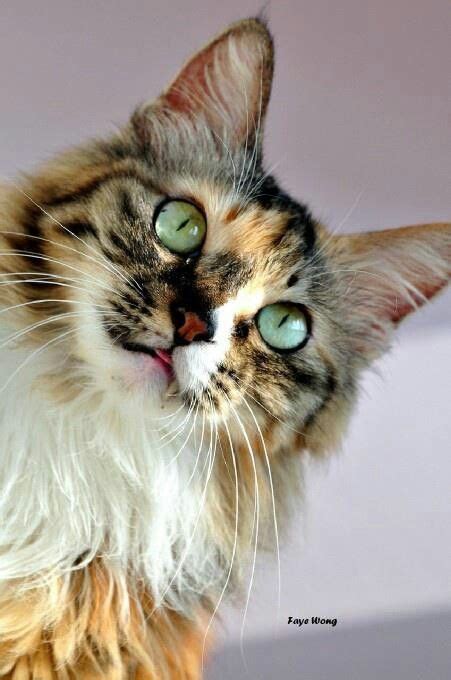 Beautiful Long Haired Cat With Unusual Coloring Calico
