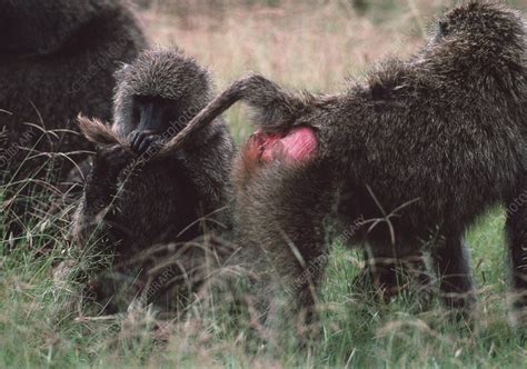 Baboons Grooming Stock Image Z9100054 Science Photo Library