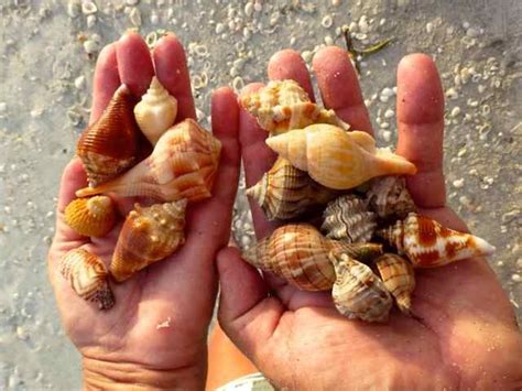 Sanibel Shelling Catch Shells By The Handful At Sanibel Island