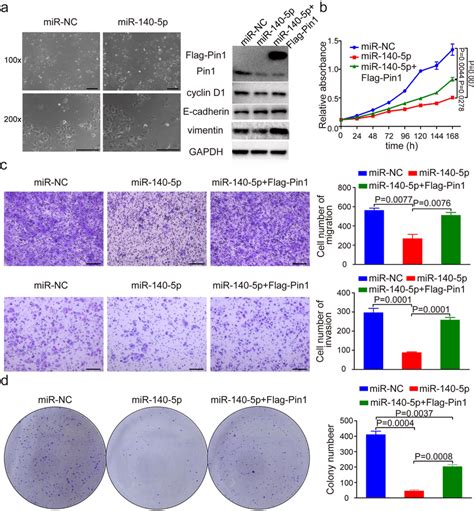 mir 140 5p overexpression potently inhibits migration invasion growth download scientific