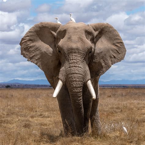 African Elephants Are Earths Largest Land Mammal They Are Only