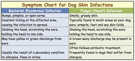 Quantitative skin cultures of pityrosporum yeasts in patients seropositive for the human immunodeficiency virus. Dog Skin Infection: This Is How To Cure and Treat It