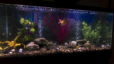 I Just Finished Decorating My First 55gallon Fish Tank Rpics