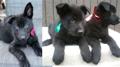 $ 1,300.00 $ 1,000.00 reliable pups is the most reputable and genuine online puppy shop where you can get long haired german shepherd puppies for sale. Long coat black German shepherd puppies for sale - YouTube