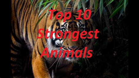 Top 10 Strongest Animals In The World Youtube