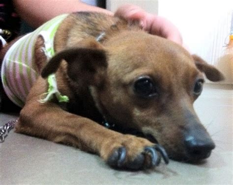 The Rehomers Adopt Castrated Toilet Trained 25yo Male Mini Pinscher