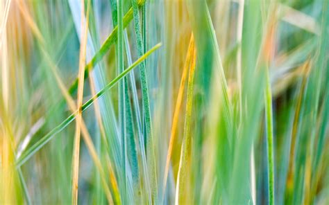 Grass Dry Leaves Wallpaper Hd Nature 4k Wallpapers Images Photos